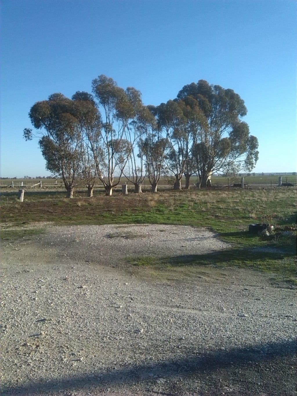 459 Charlton-Borung Road, Borung VIC 3518, Borung - Thumbnail 5
