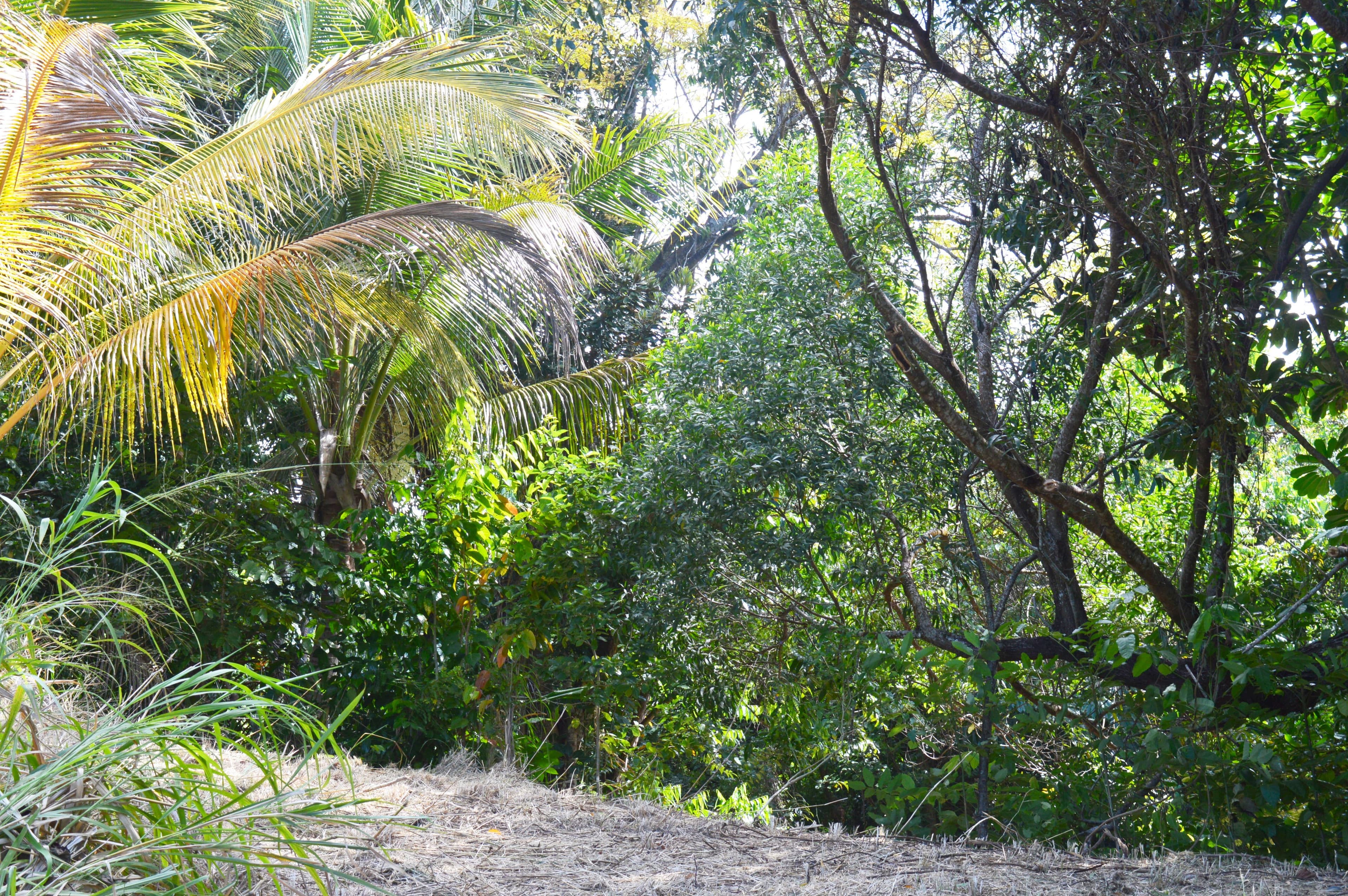 63 Cutten Street, Bingil Bay QLD 4852, Bingil Bay - Thumbnail 2