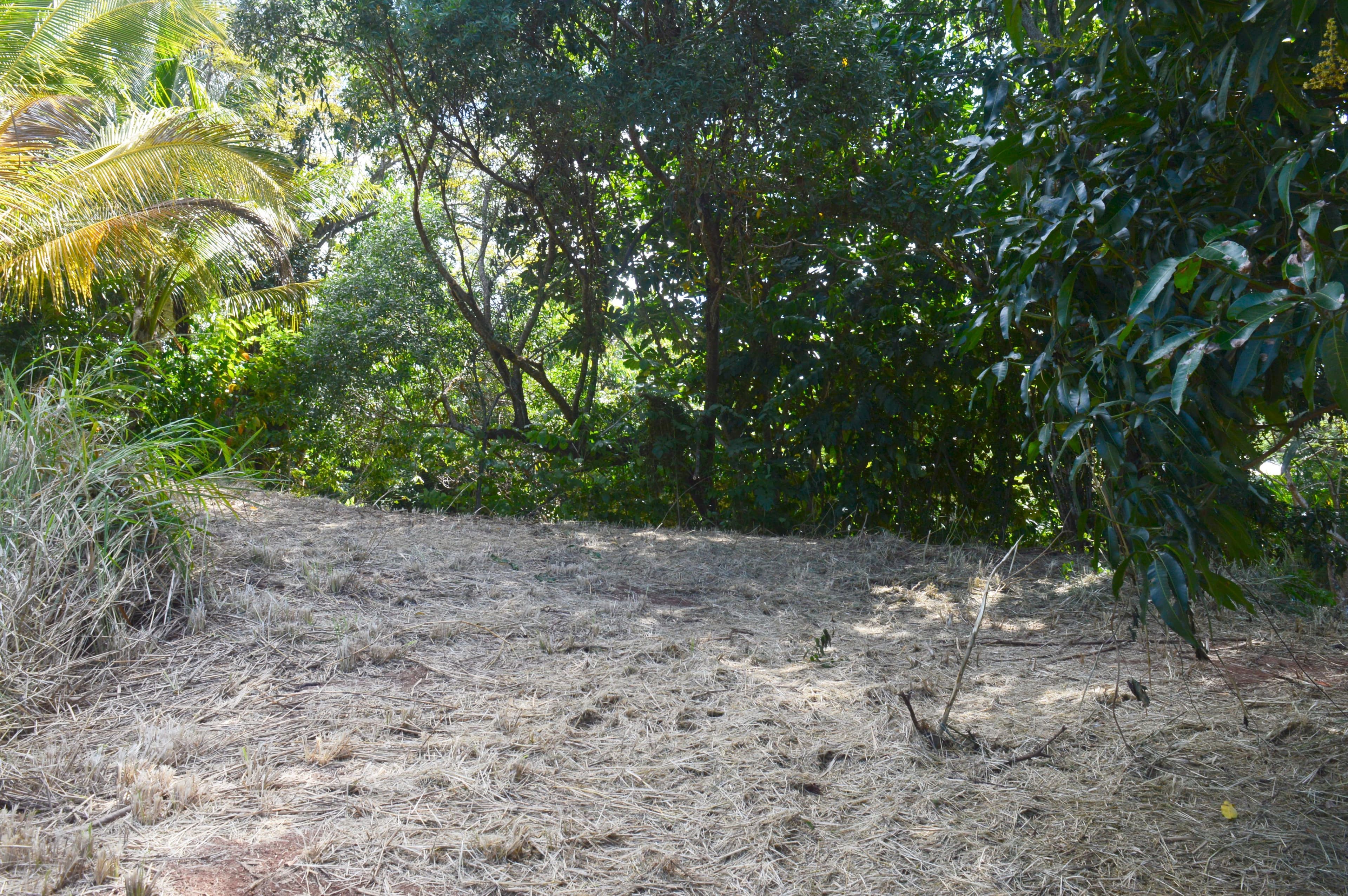 63 Cutten Street, Bingil Bay QLD 4852, Bingil Bay - Thumbnail 3