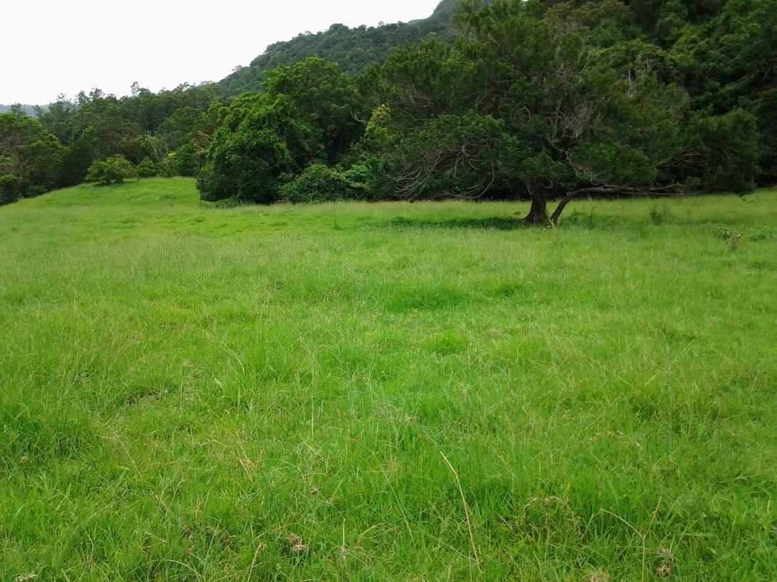 1318 Currumbin Creek Road, Currumbin Valley QLD 4223, Currumbin Valley - Thumbnail 7