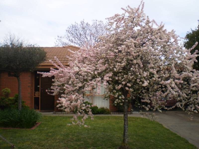 5 MILNER Court, CRANBOURNE VIC 3977, Cranbourne - Thumbnail 4