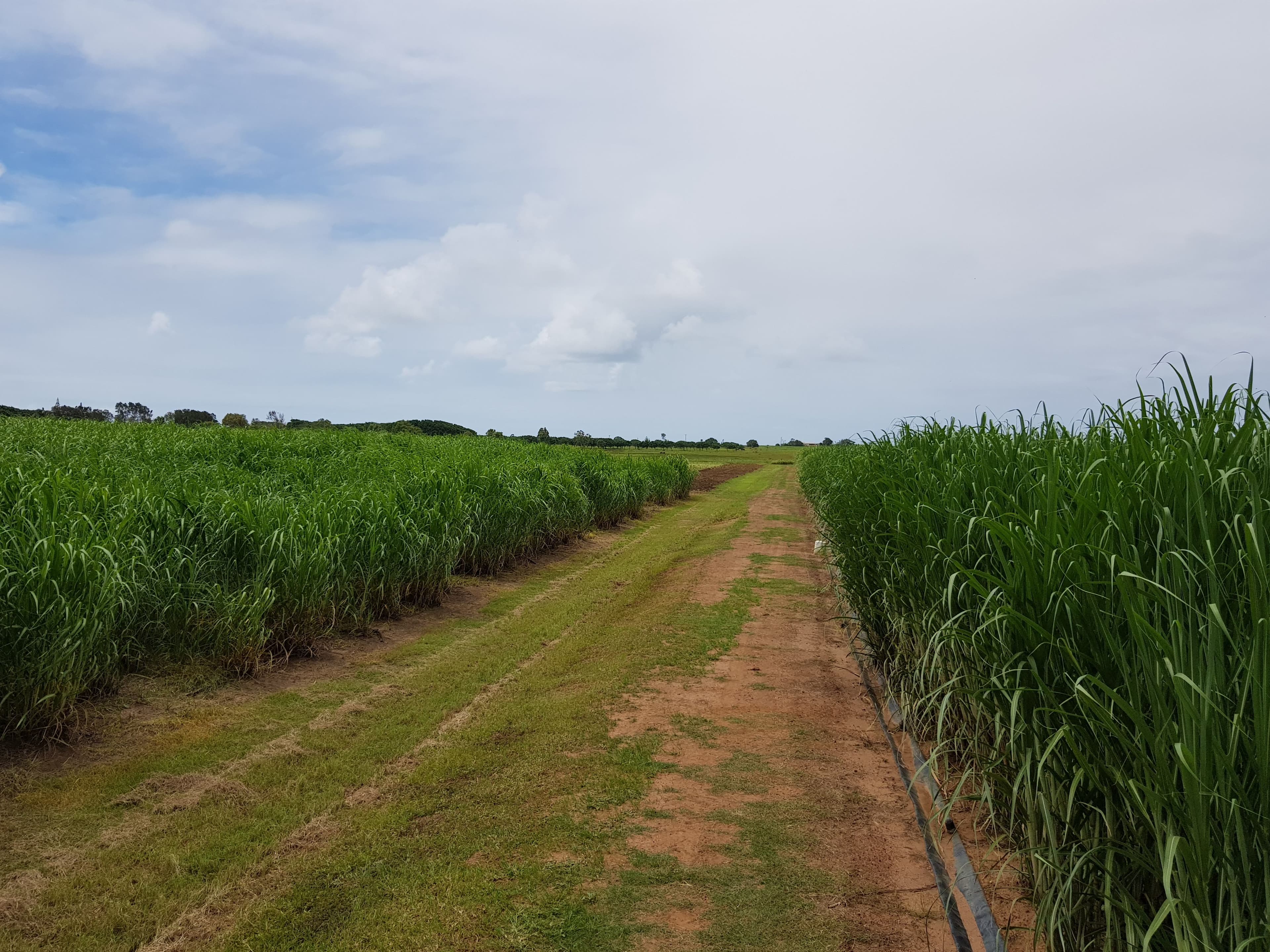 0 Wawoon Road, Woongarra QLD 4670, Woongarra - Thumbnail 6