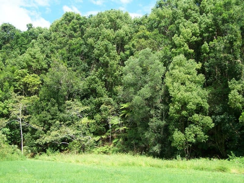 Lot 302 Wongaree Way, CURRUMBIN VALLEY QLD 4223, Currumbin Valley - Thumbnail 8