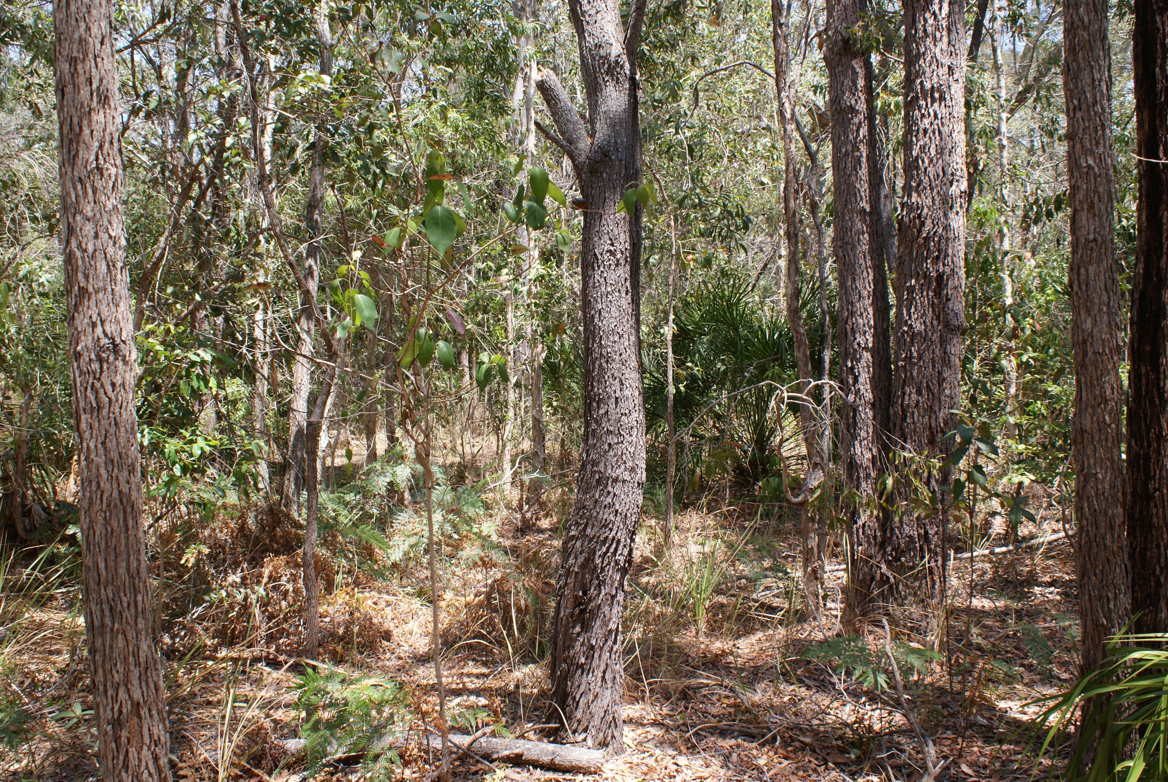 Lot 299 Masthead Drive, Agnes Water QLD 4677, Agnes Water - Thumbnail 8