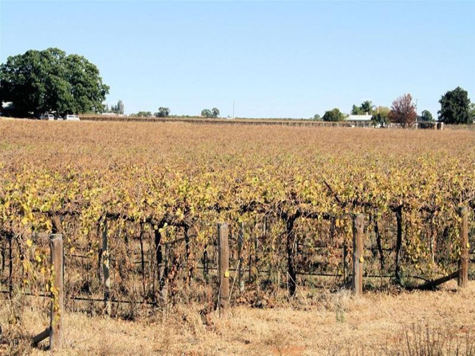 Lot 3 Yelta Road, Merbein - Thumbnail 4