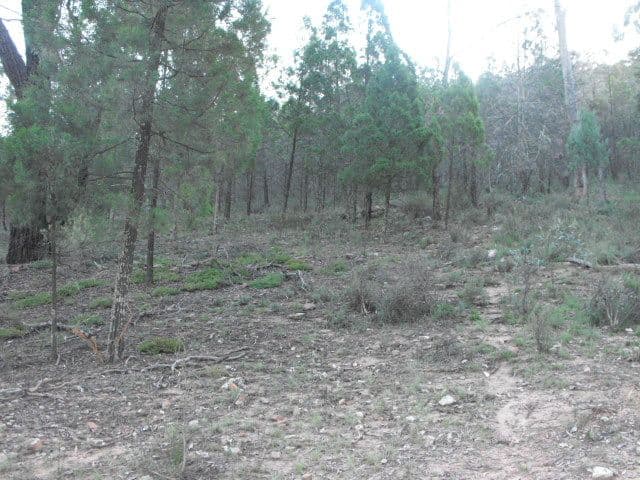 0 Rockyview, COOKAMIDGERA NSW 2870, Cookamidgera - Thumbnail 4
