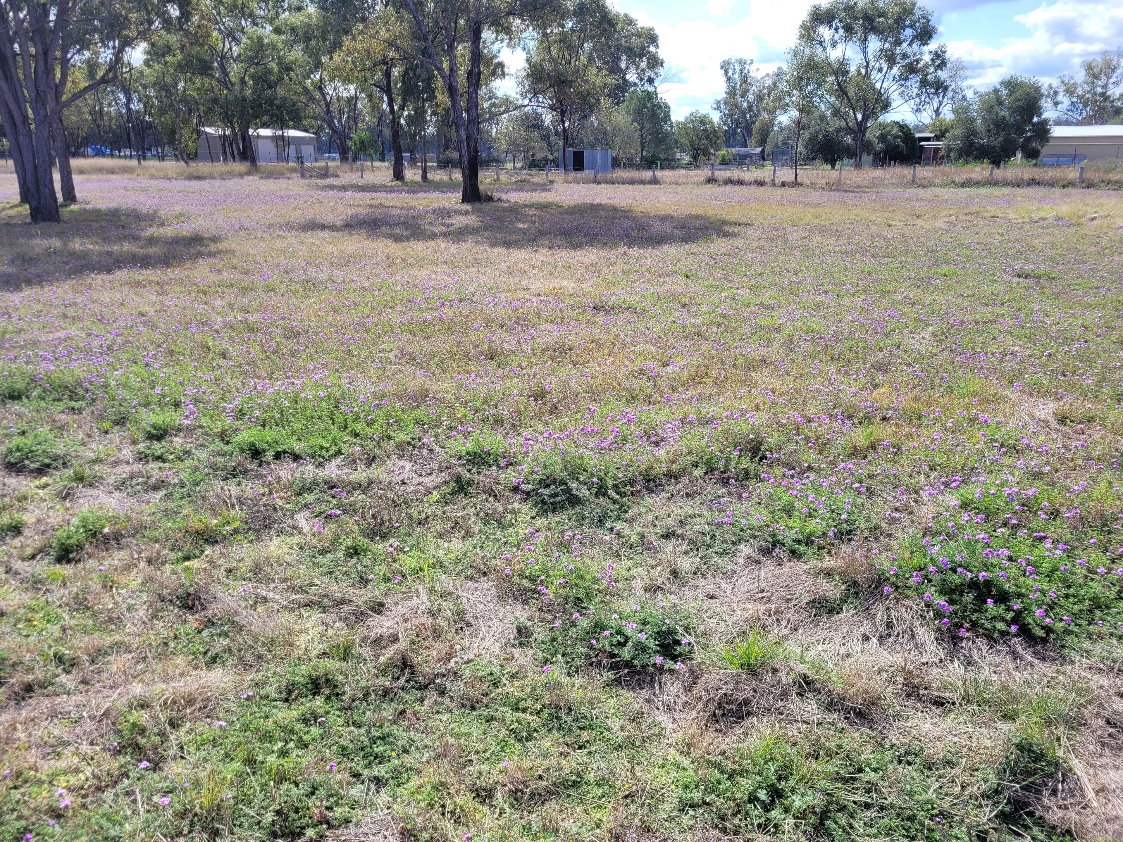 Drayton Street, Leyburn QLD 4365, Leyburn - Thumbnail 7