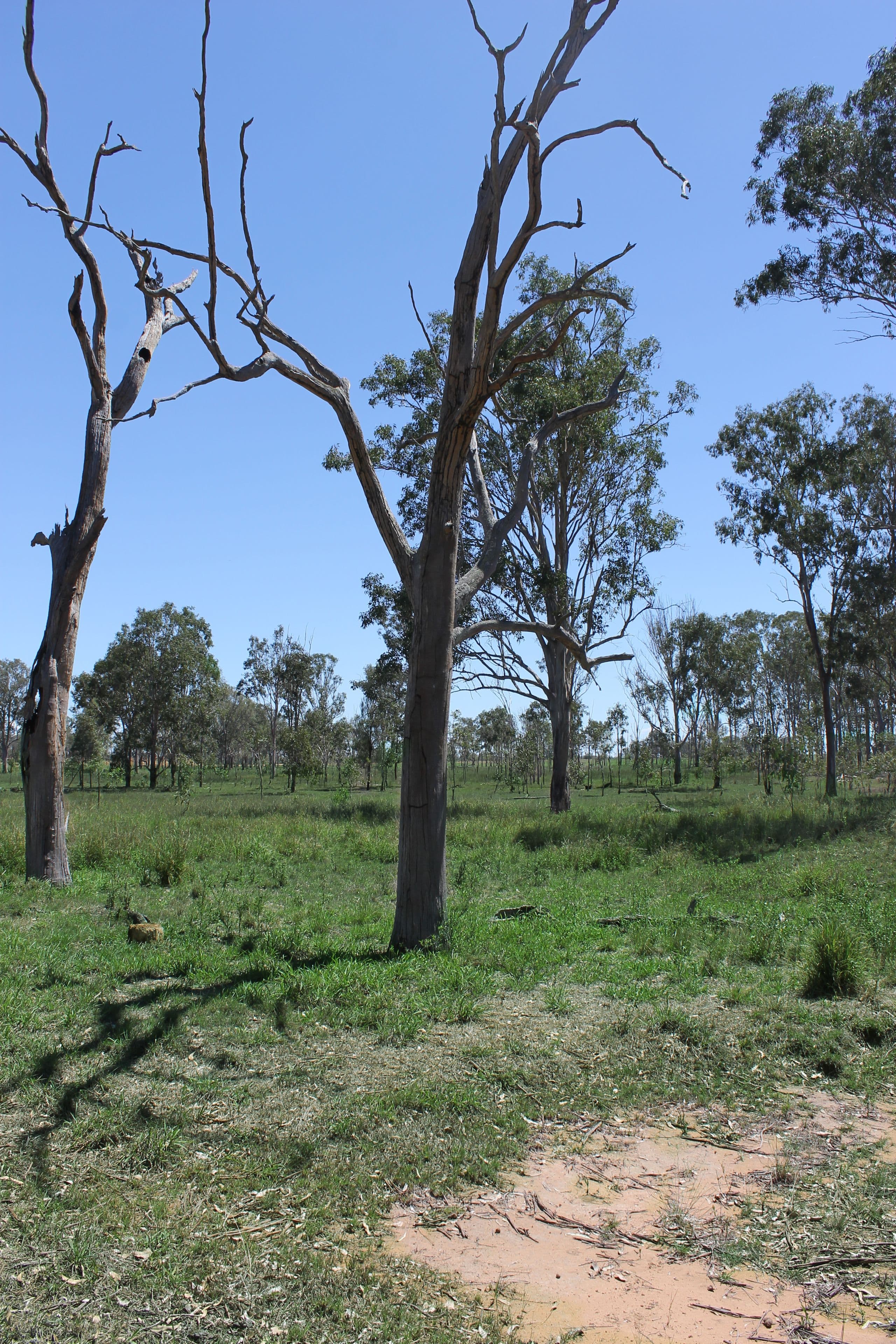 202 Banffs Lane, Coominya QLD 4311, Coominya - Thumbnail 4