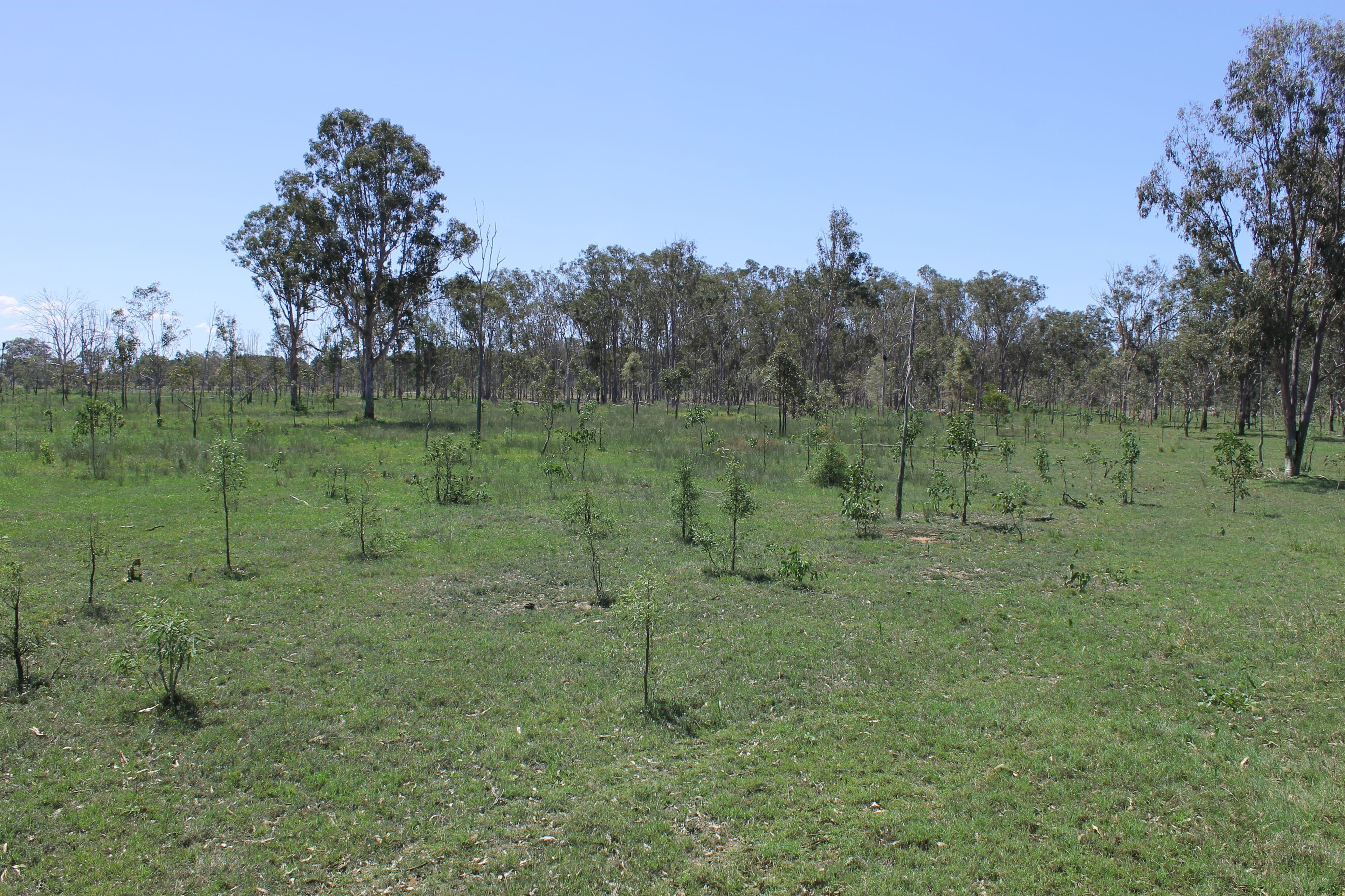 202 Banffs Lane, Coominya QLD 4311, Coominya - Thumbnail 5