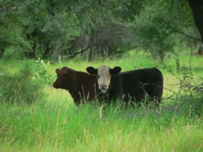 Lot 10 Frames Lane, BLACKALL QLD 4472, Blackall - Image 1