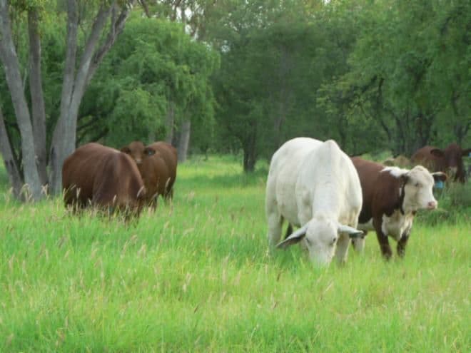 Lot 10 Frames Lane, BLACKALL QLD 4472, Blackall - Thumbnail 4