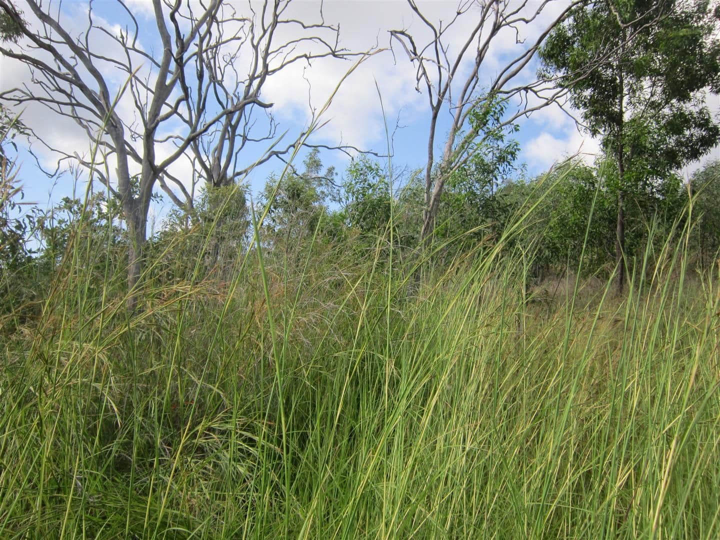 Lot 2, 24 Whitely Street, Mount Morgan QLD 4714, Mount Morgan - Thumbnail 2
