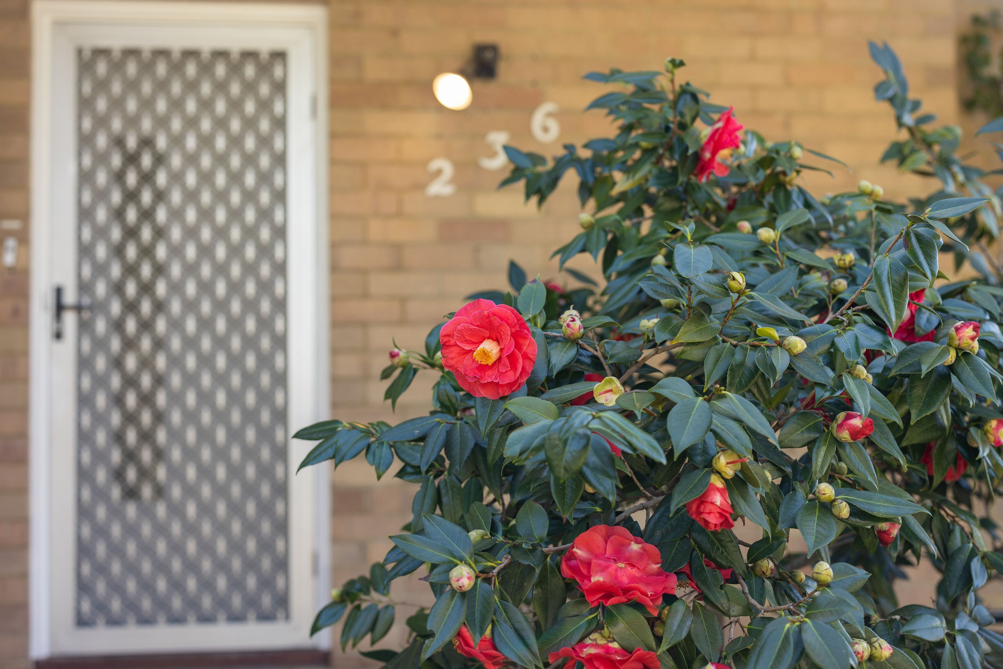 236 Heytesbury Road, Subiaco WA 6008, Subiaco - Thumbnail 3