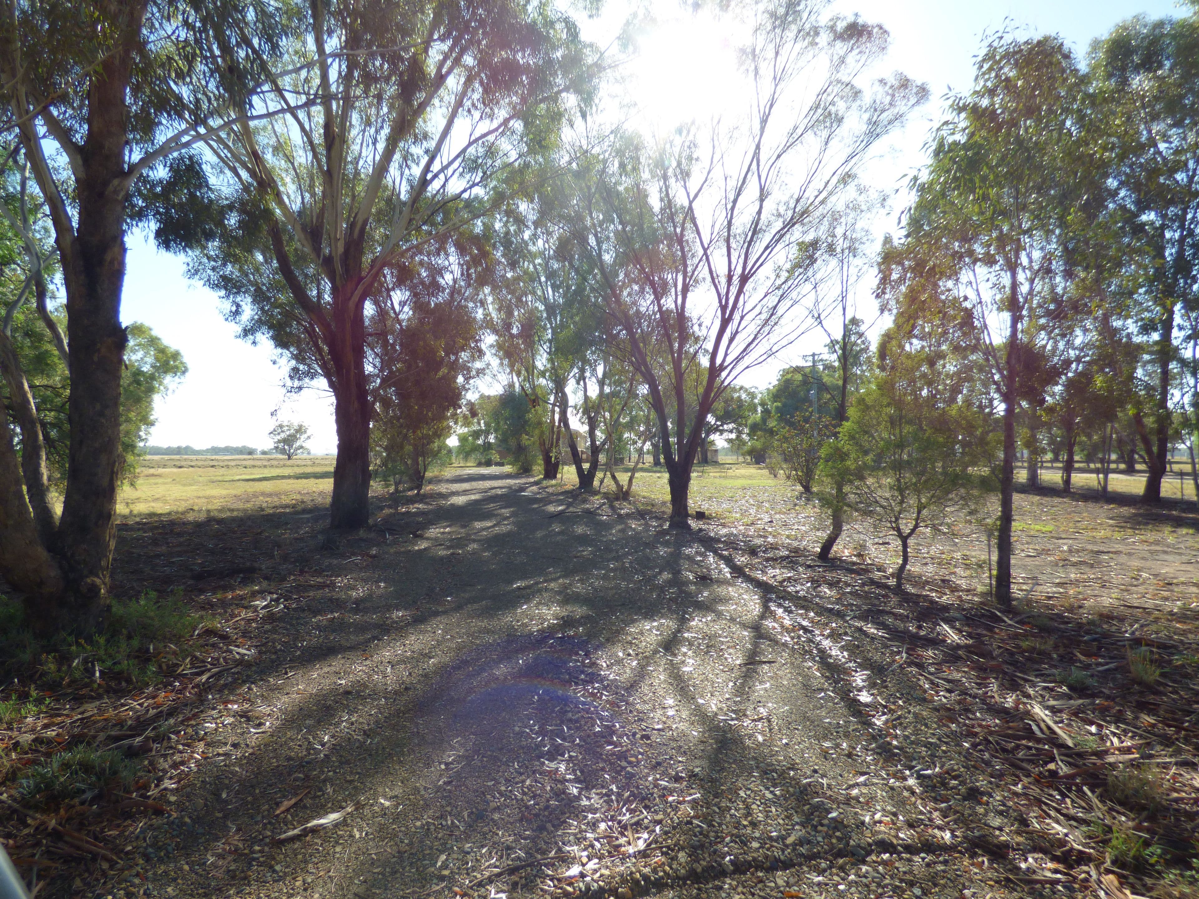 98 Yellow Box Road, Forbes - Thumbnail 4