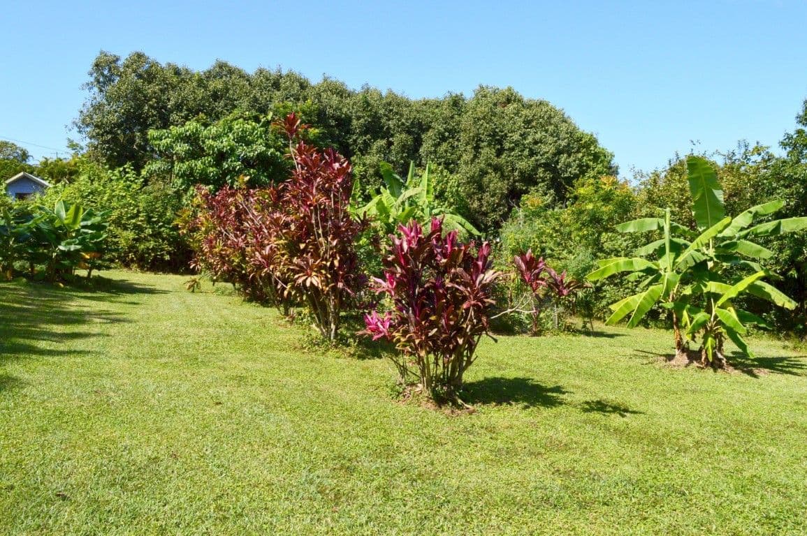 1 Palm Drive, Carmoo QLD 4852, Carmoo - Thumbnail 3