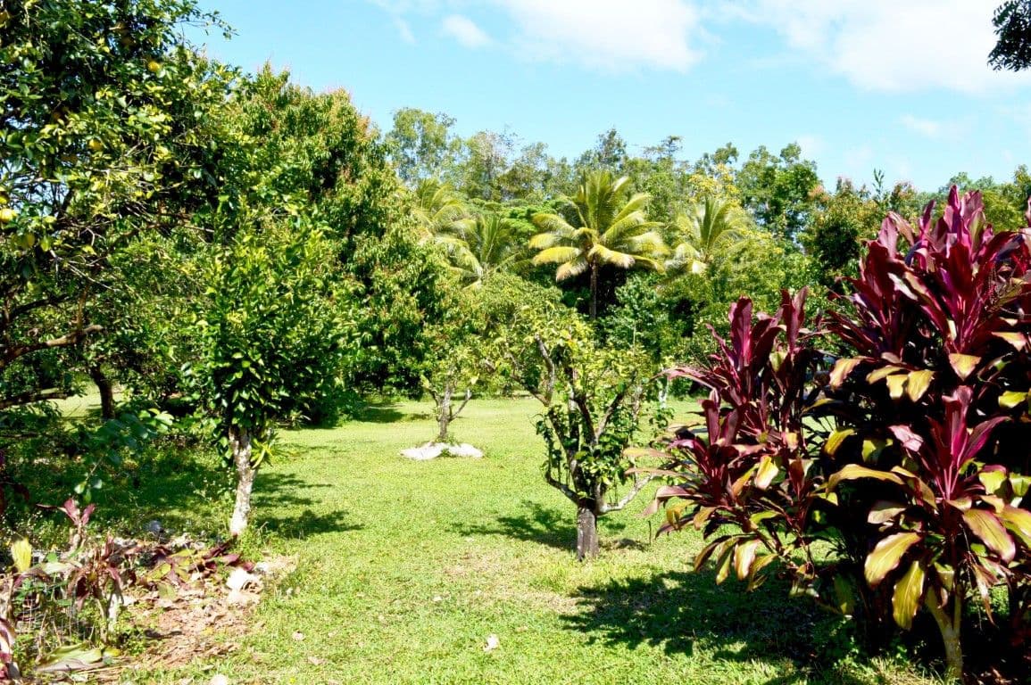 1 Palm Drive, Carmoo QLD 4852, Carmoo - Thumbnail 7