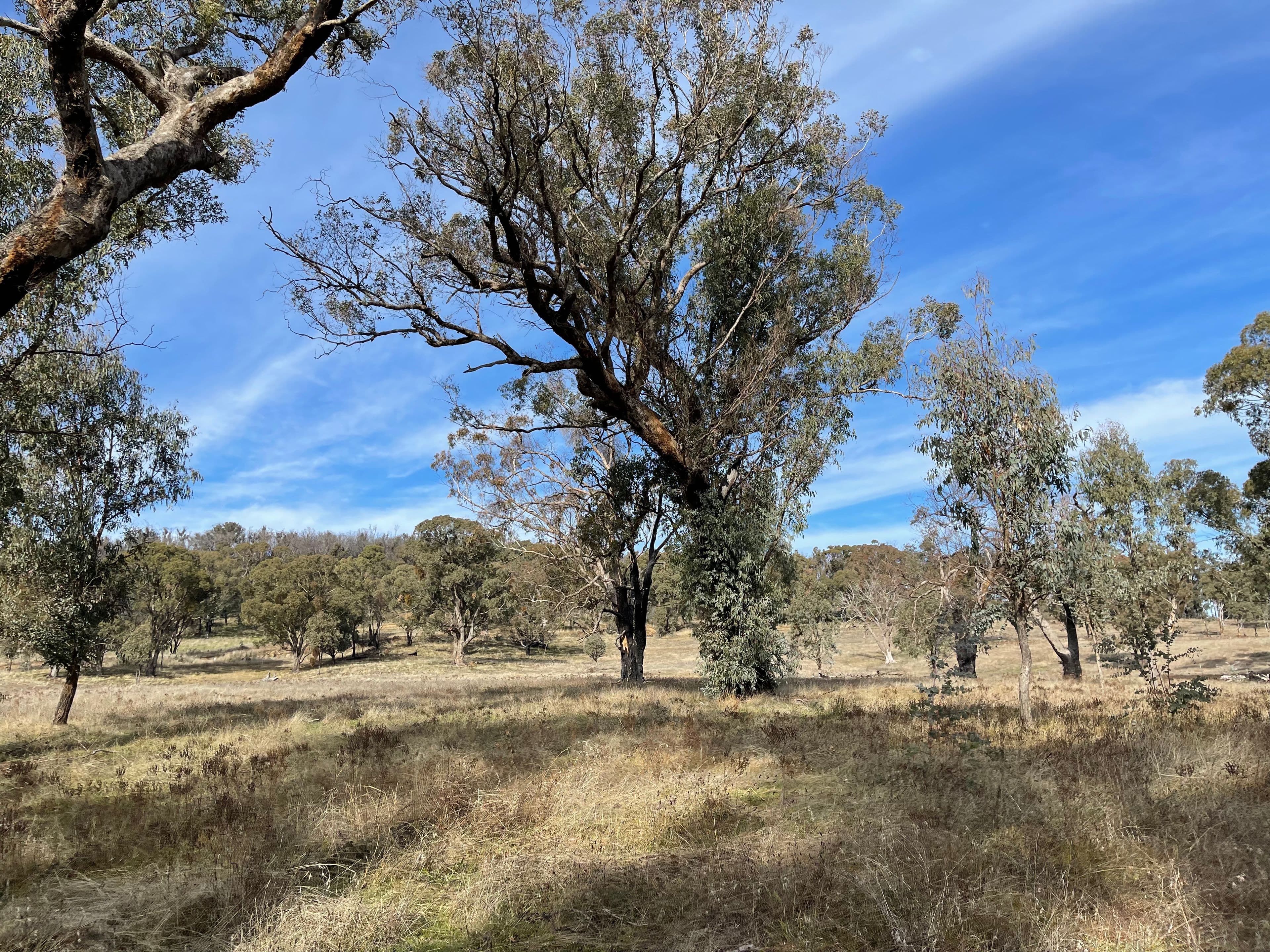 57 Paddys Flats Track, Paddys River NSW 2653, Paddys River - Thumbnail 7