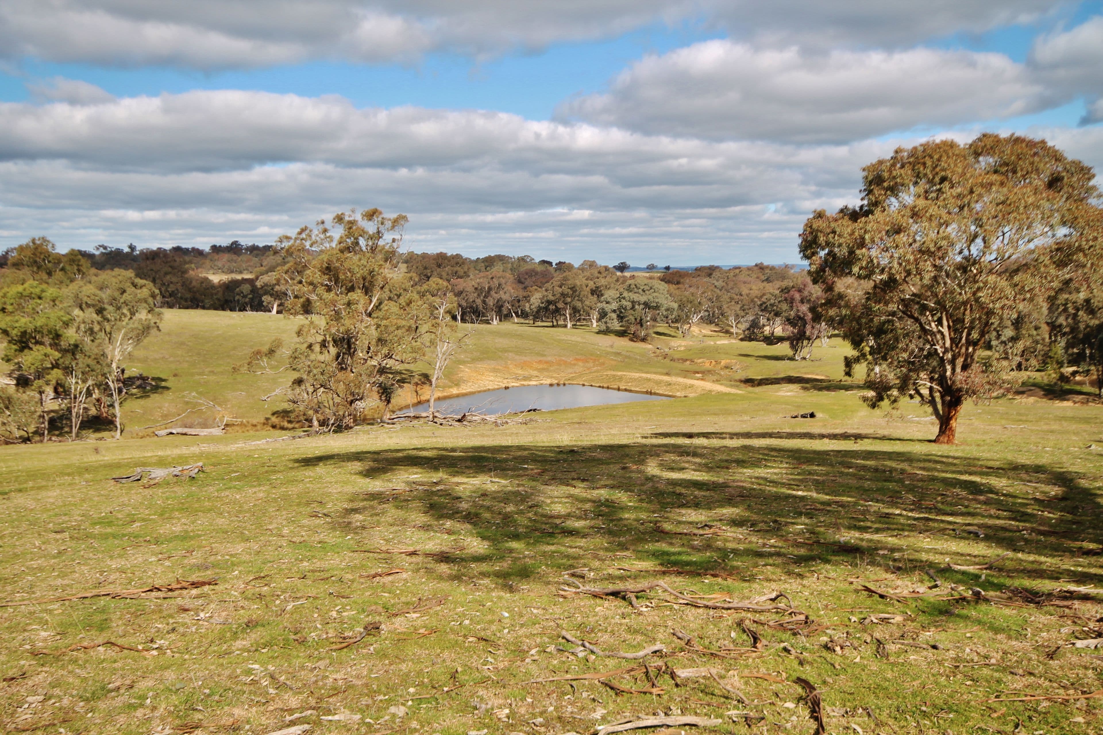 239 Elliotts Road, Crowther via, Young NSW 2594, Young - Thumbnail 3