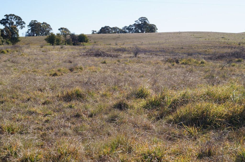 134 Long Swamp Road, Forest Reefs NSW 2798, Forest Reefs - Image 1