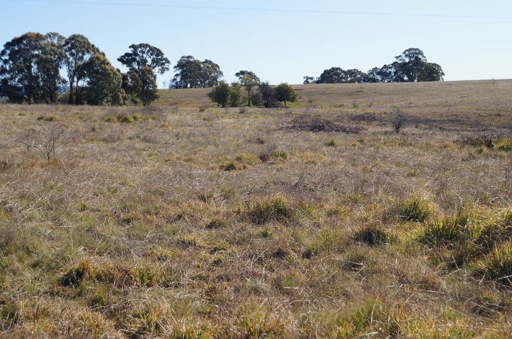 134 Long Swamp Road, Forest Reefs NSW 2798, Forest Reefs - Thumbnail 2