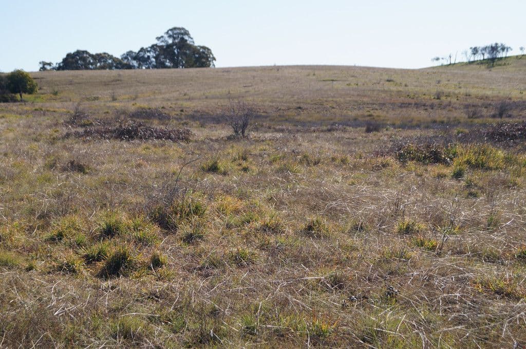 134 Long Swamp Road, Forest Reefs NSW 2798, Forest Reefs - Thumbnail 6