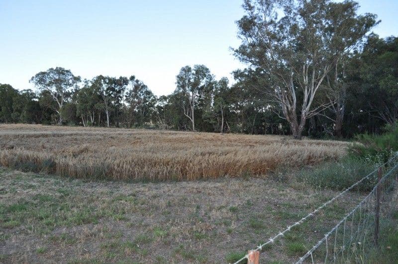 Lot 162 North Street, EUGOWRA NSW 2806, Eugowra - Thumbnail 4