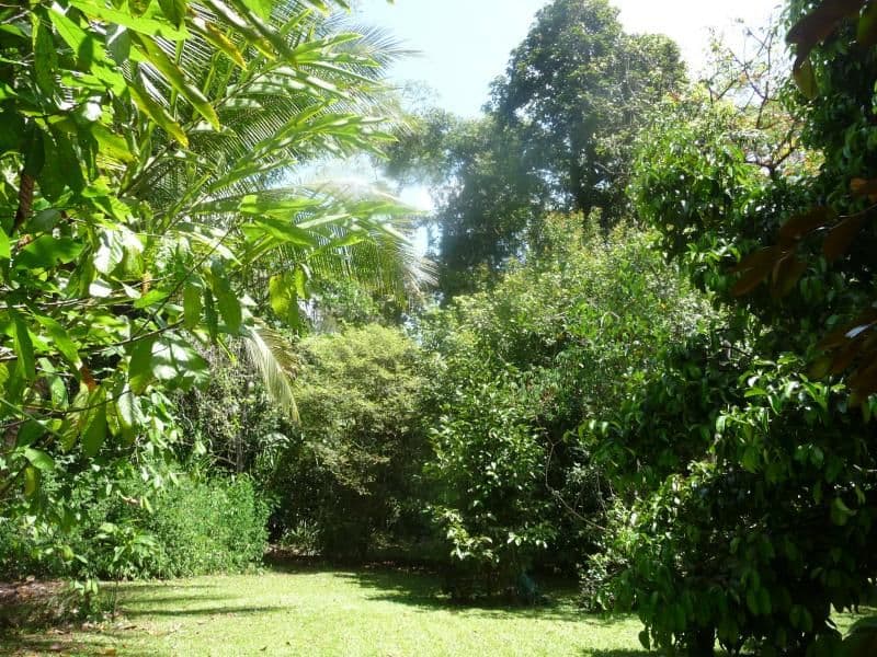 Lot 27 Forest Creek Road, DAINTREE QLD 4873, Daintree - Thumbnail 5