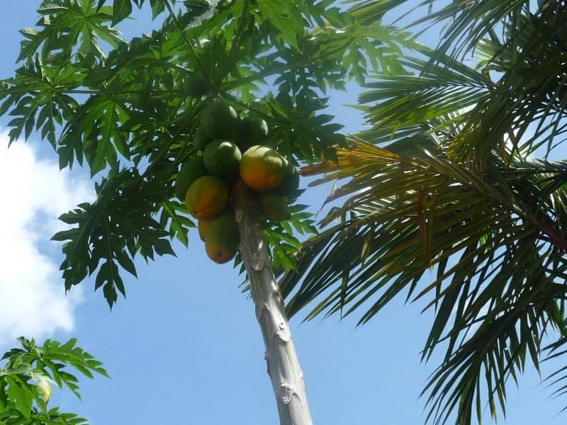 Lot 27 Forest Creek Road, DAINTREE QLD 4873, Daintree - Thumbnail 6