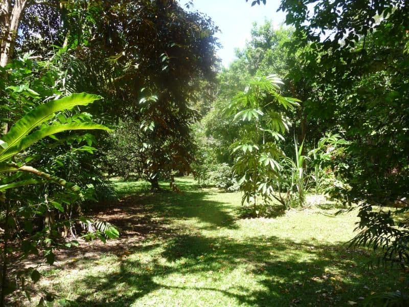 Lot 27 Forest Creek Road, DAINTREE QLD 4873, Daintree - Thumbnail 7