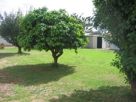 217 Church Street, COROWA NSW 2646, Corowa - Thumbnail 5
