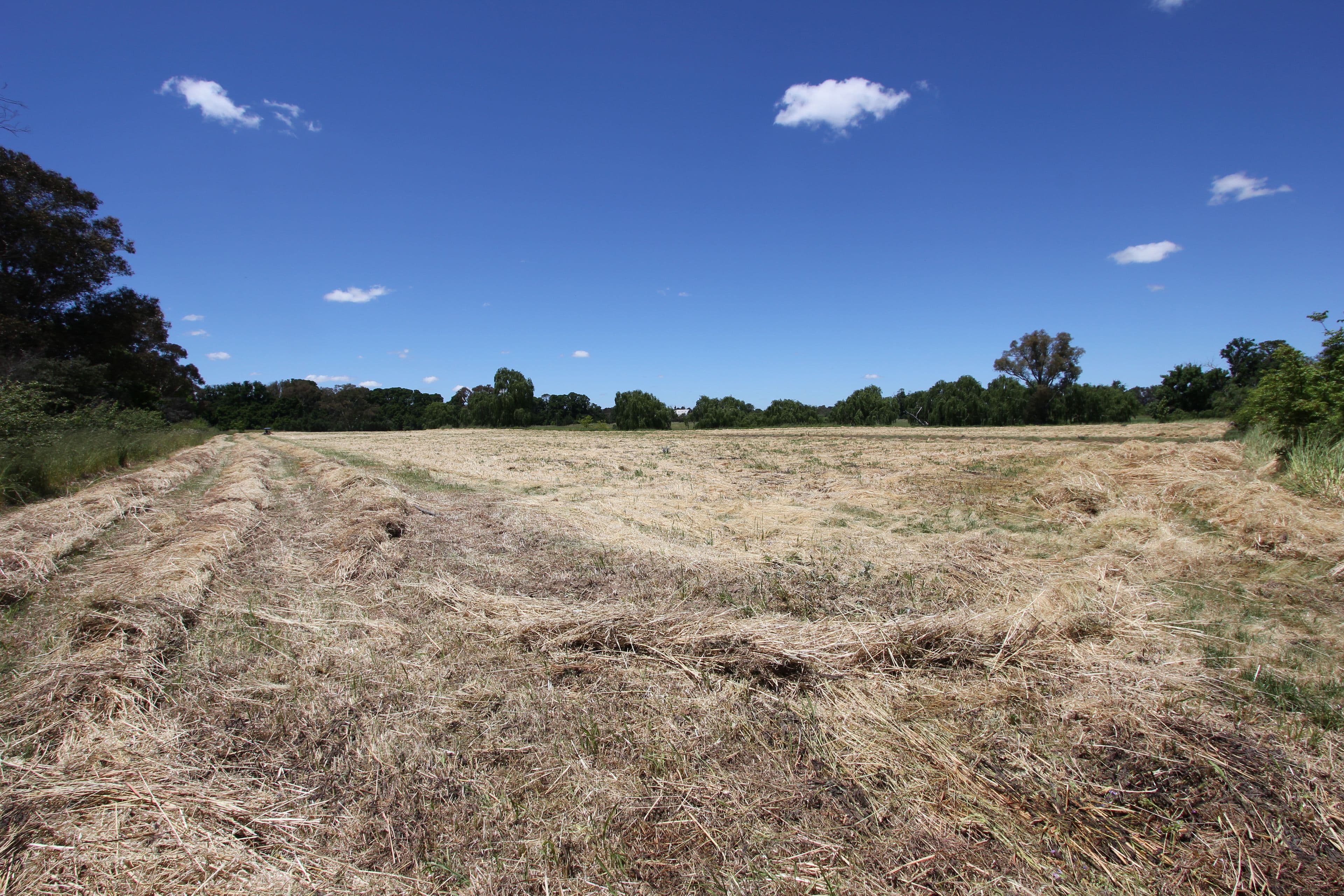 17 Scott Street, Boorowa NSW 2586, Boorowa - Thumbnail 3