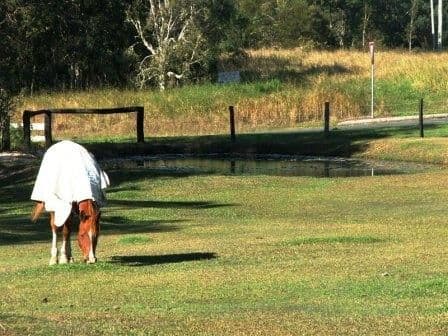 121 Murdering Creek Road, PEREGIAN BEACH QLD 4573, Peregian Beach - Thumbnail 8