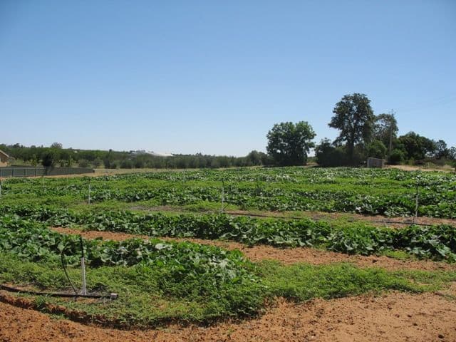 Sec 1380 Hardwick Road, BERRI SA 5343, Berri - Thumbnail 5