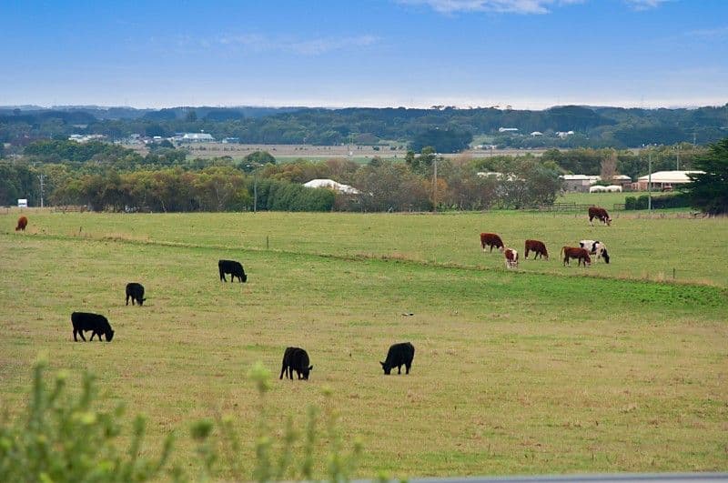 52 Anne Street, KOROIT VIC 3282, Koroit - Thumbnail 6