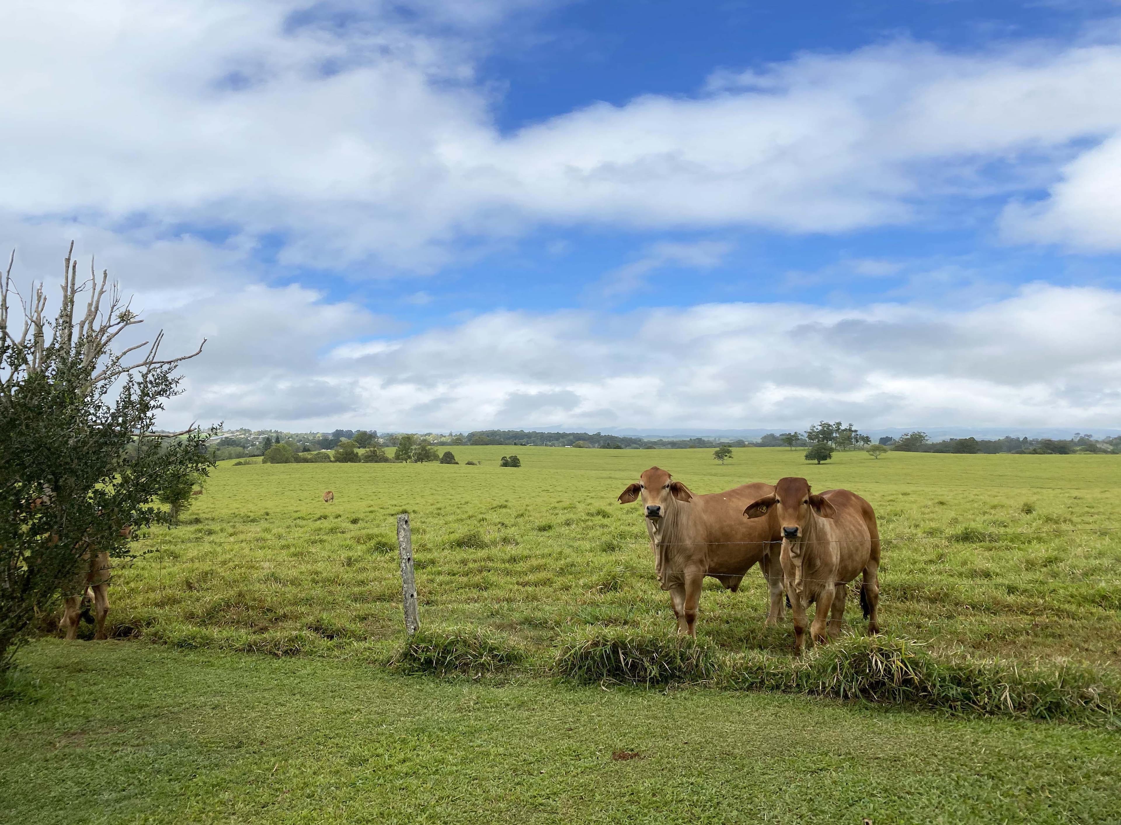 39 Kureen Road, Kureen QLD 4885, Kureen - Thumbnail 2