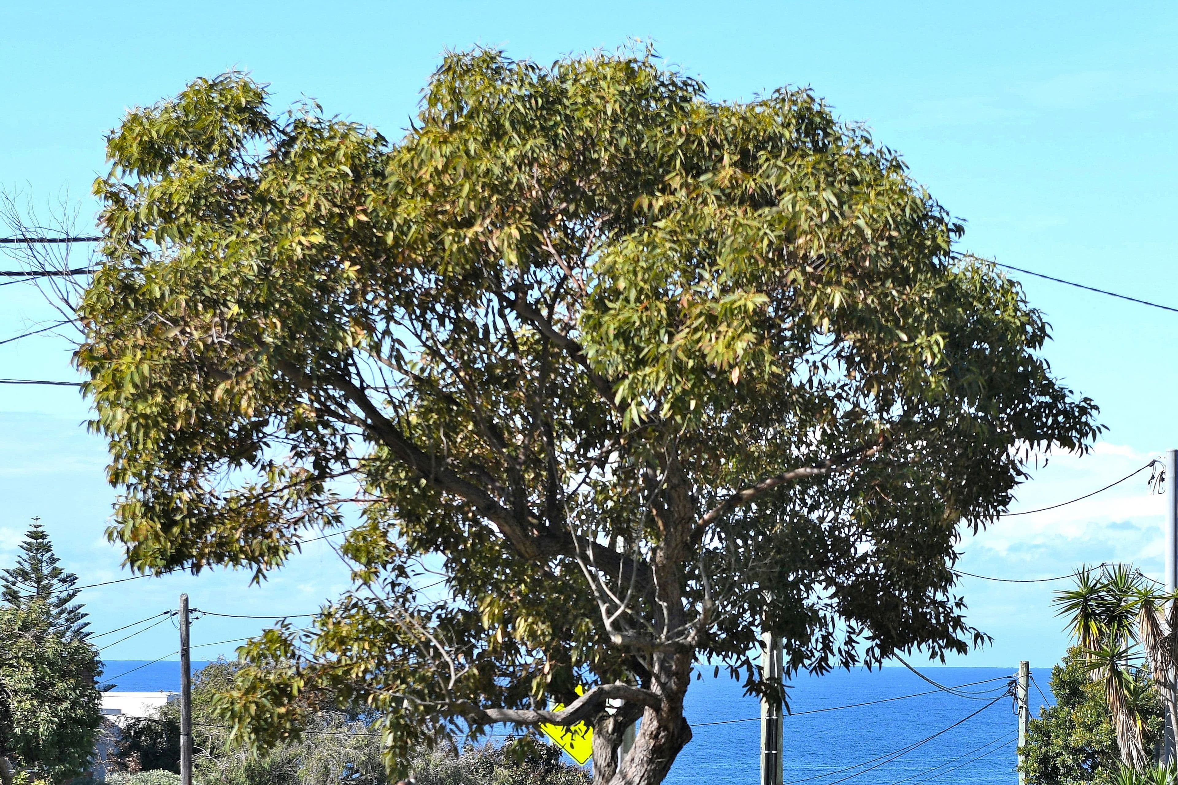 222 Malabar Road, South Coogee NSW 2034, South Coogee - Thumbnail 5