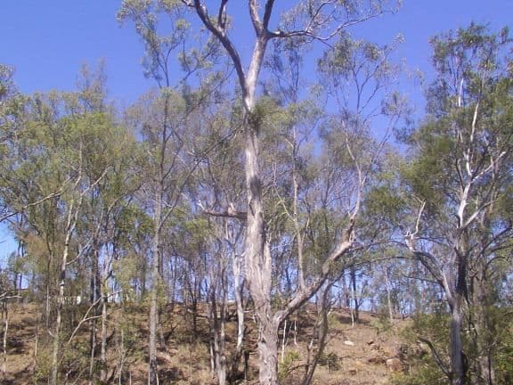 MOUNT BERRYMAN QLD 4341, Mount Berryman - Thumbnail 2