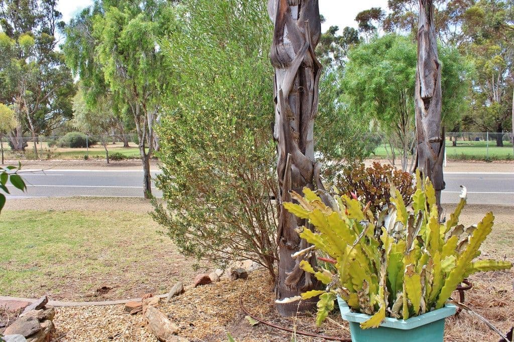 111 Standen Street, Murray Bridge SA 5253, Murray Bridge - Thumbnail 2