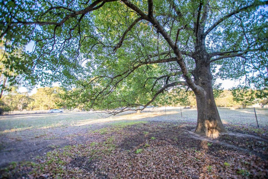 131-133 Stephens Street, Binalong NSW 2584, Binalong - Thumbnail 5
