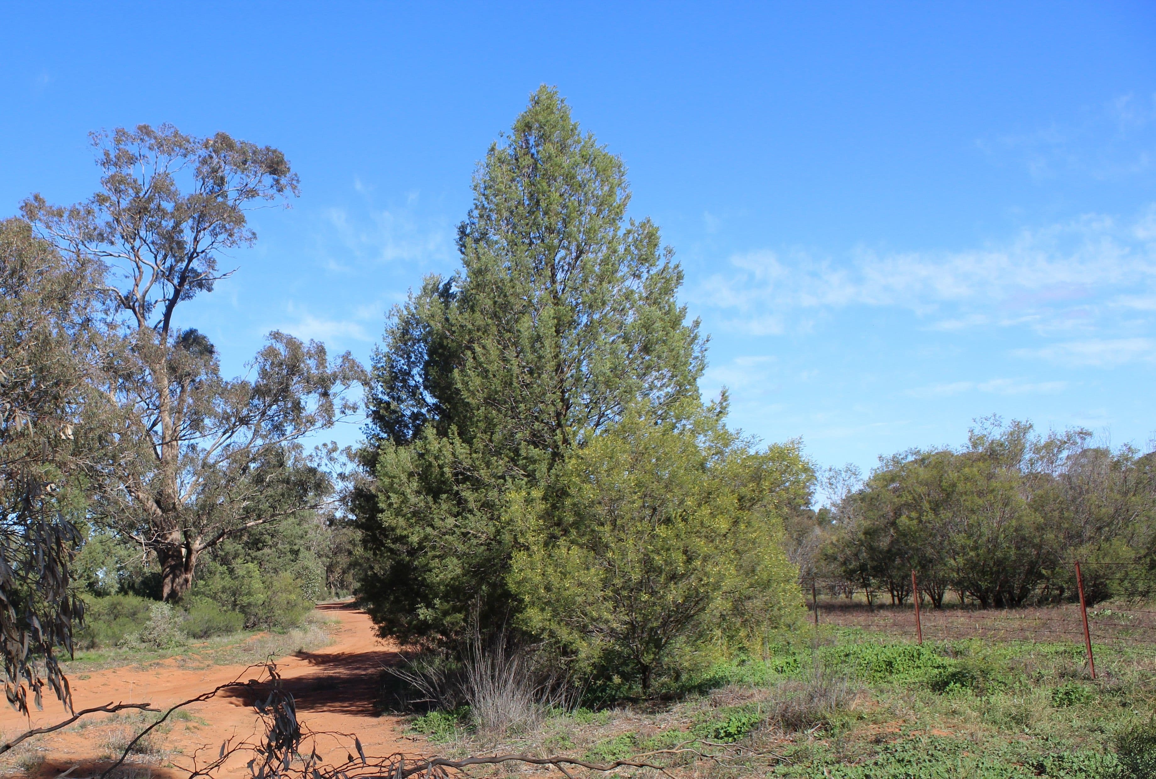 130 Tomingley Cemetery Road, Tomingley NSW 2869, Tomingley - Thumbnail 7