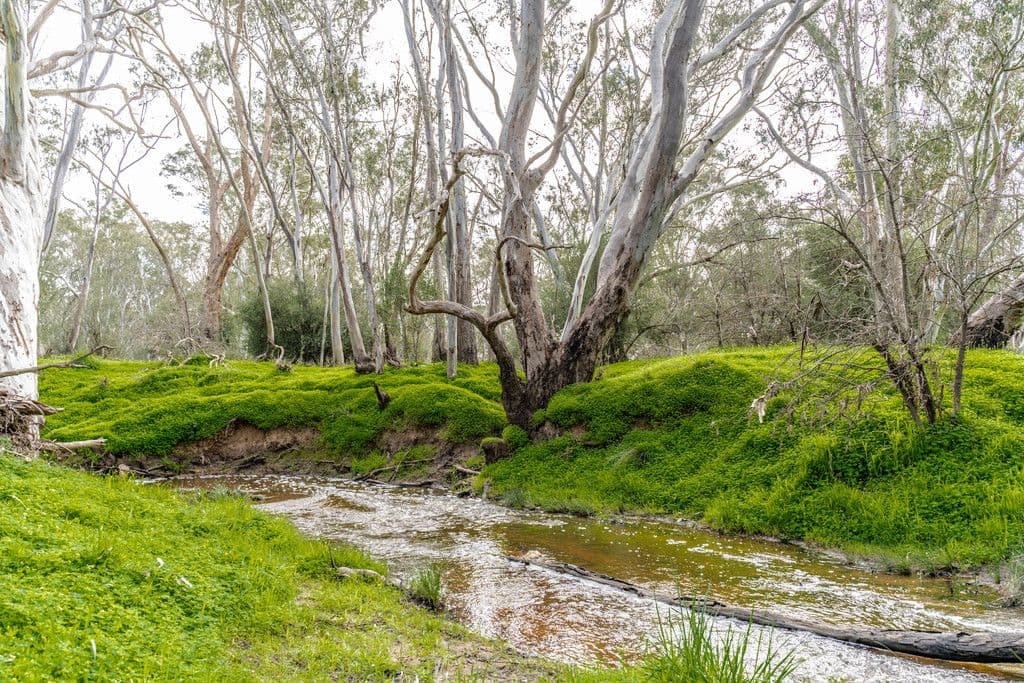 85 Goldie Street, Marong VIC 3515, Marong - Thumbnail 6