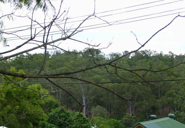 47 Dudley Street, PADDINGTON QLD 4064, Paddington - Thumbnail 3