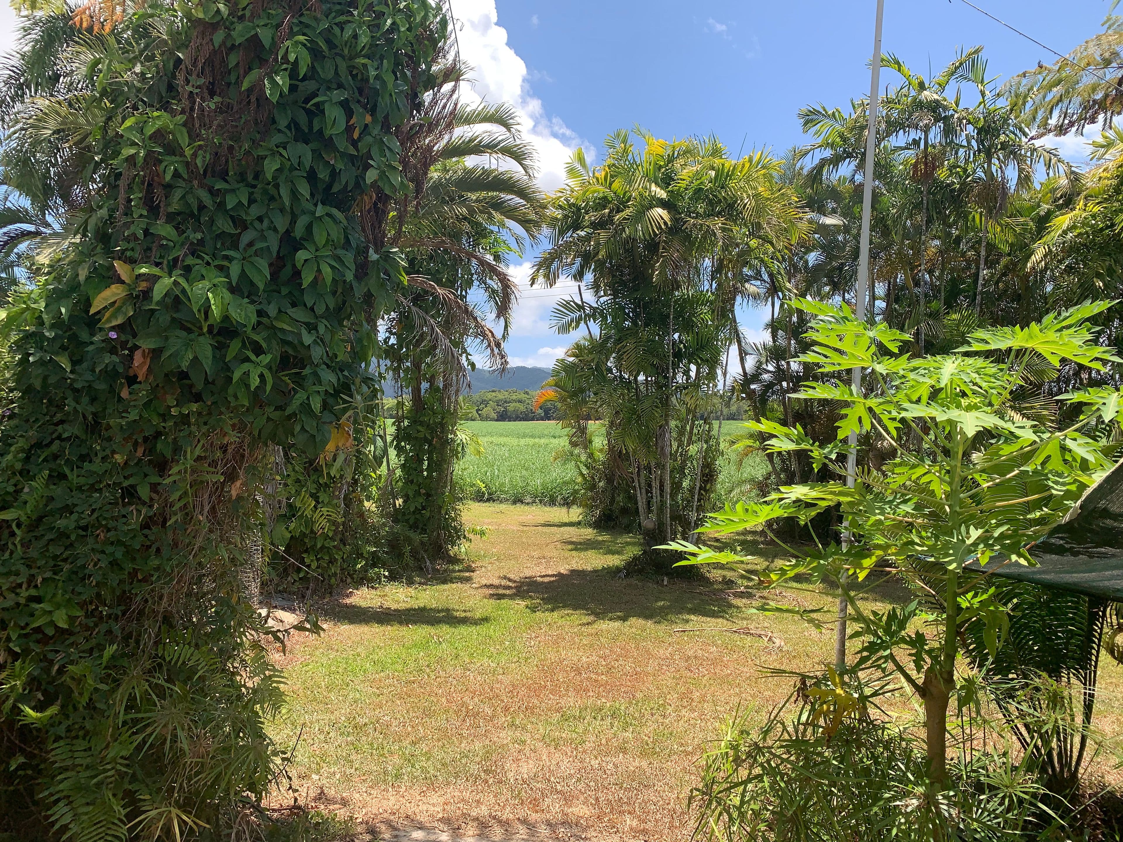 49 McDowall Lane, Daintree QLD 4873, Lower Daintree - Thumbnail 2