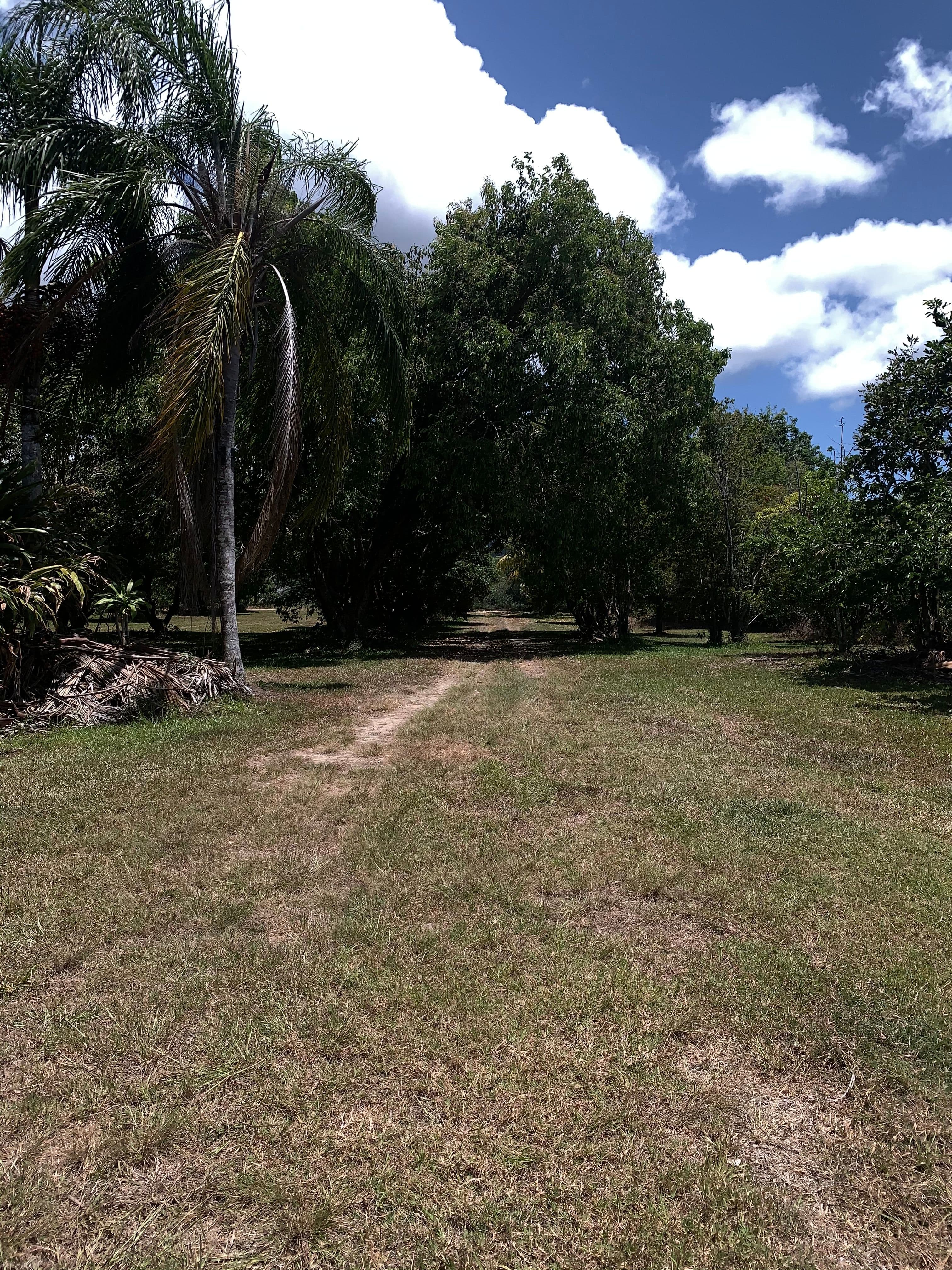 49 McDowall Lane, Daintree QLD 4873, Lower Daintree - Thumbnail 3