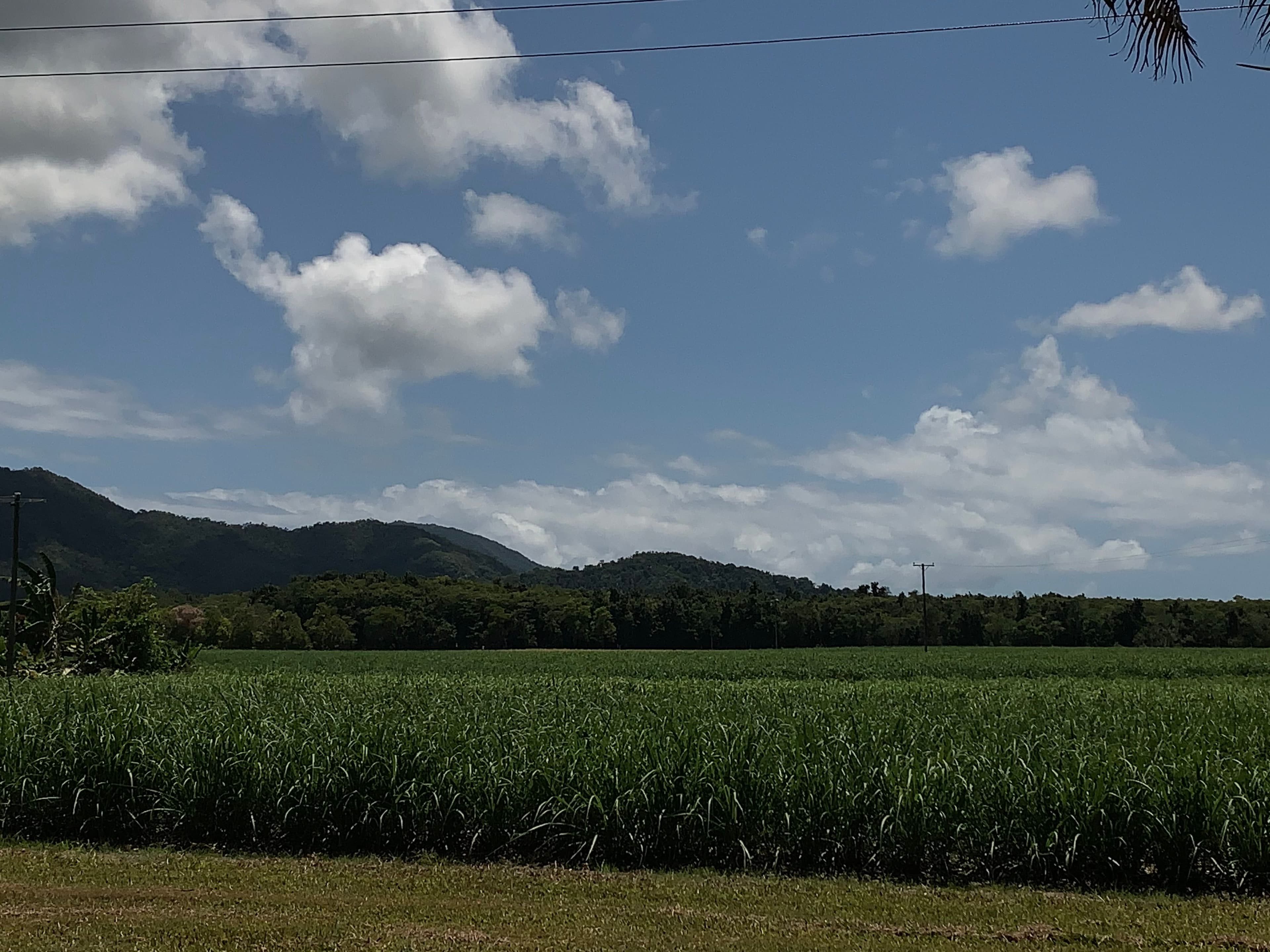 49 McDowall Lane, Daintree QLD 4873, Lower Daintree - Thumbnail 4