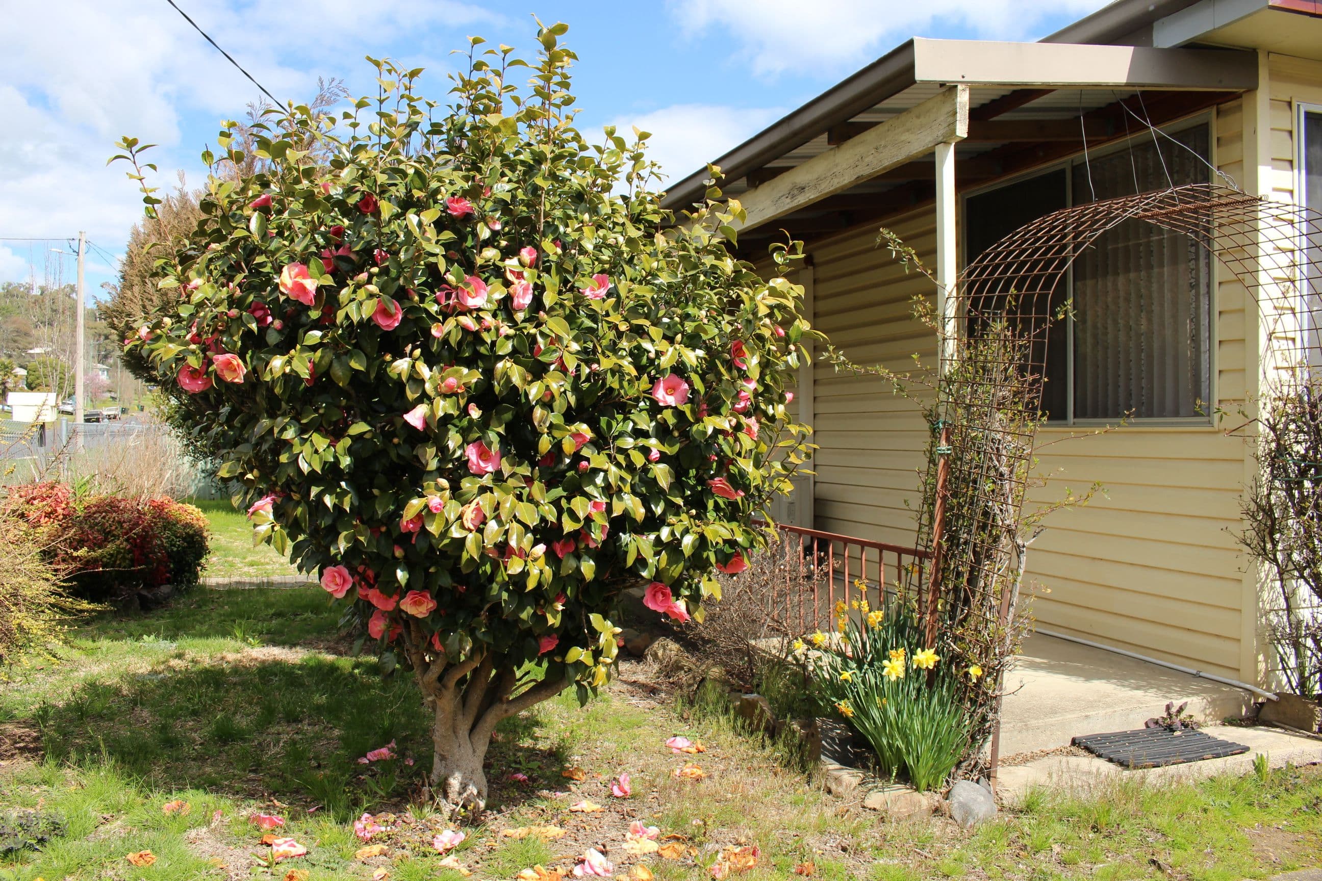 121 Gilbert Street, Tumbarumba NSW 2653, Tumbarumba - Thumbnail 2