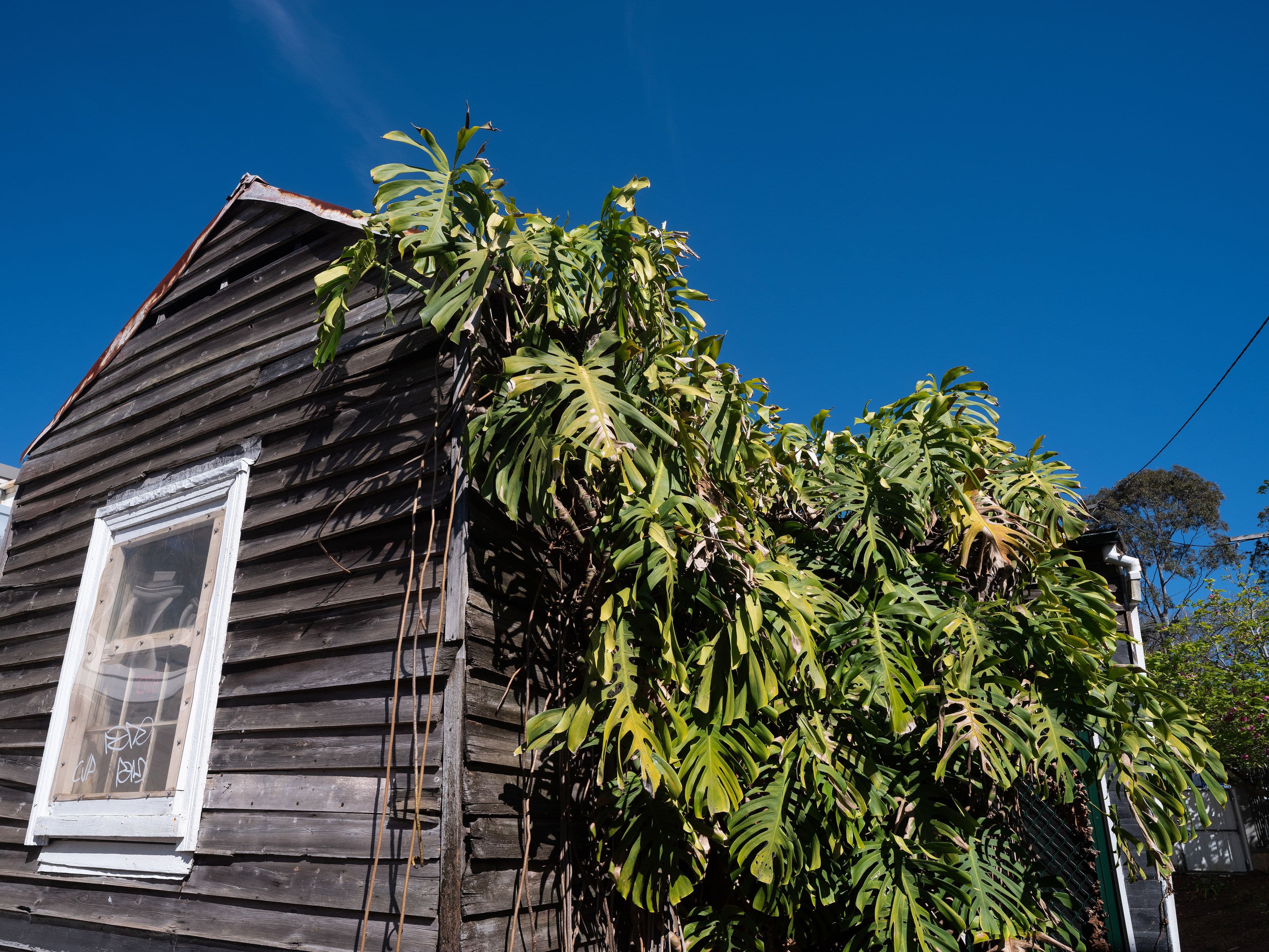 25 Trafalgar Street, Annandale - Thumbnail 6