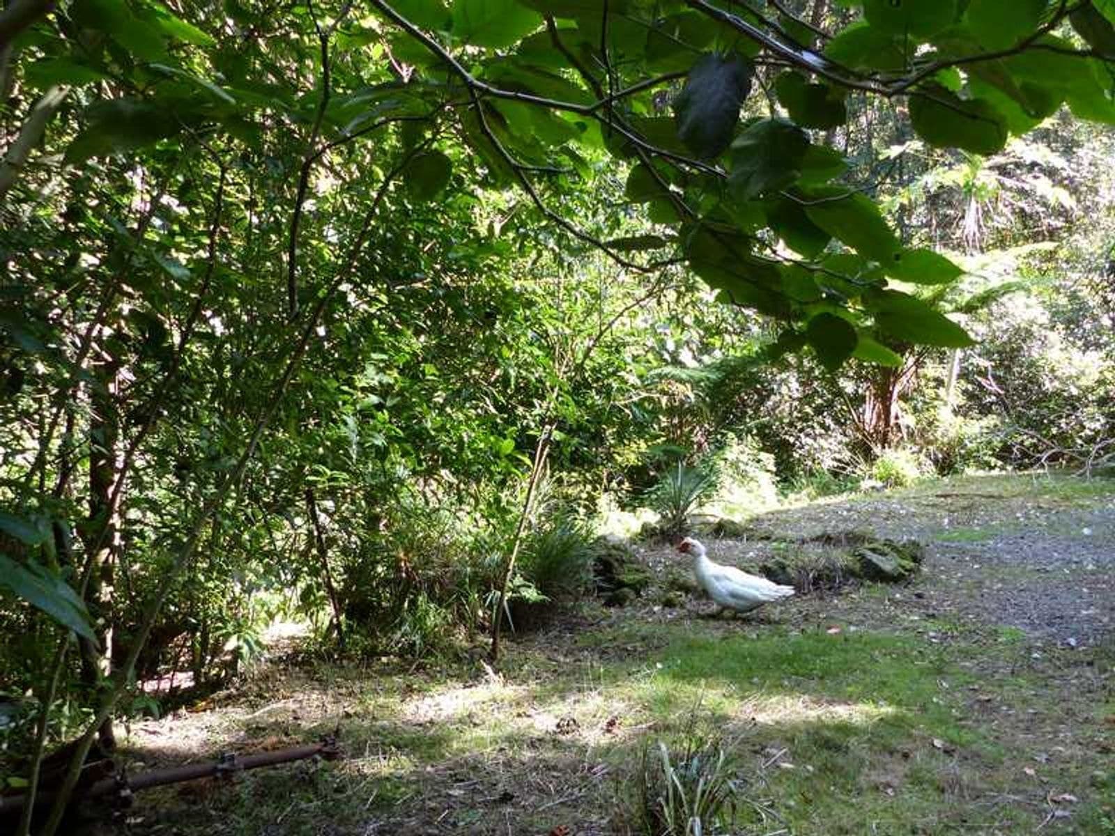 1/114 Maso Road, Rosebank - Thumbnail 5