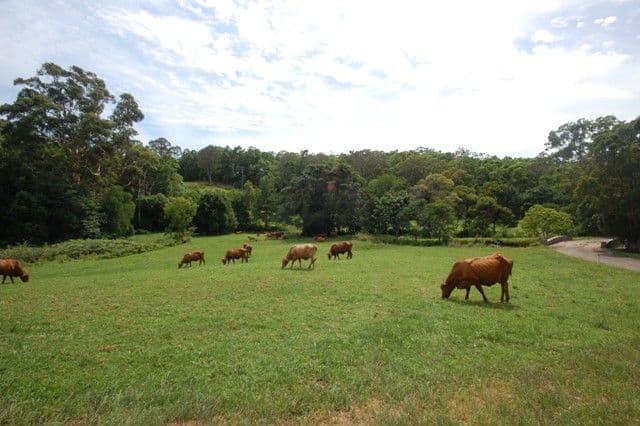 262a Sunrise Road, DOONAN QLD 4562, Doonan - Thumbnail 8