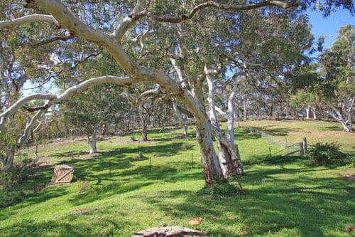 222 The Forest Road, BYWONG NSW 2621, Bywong - Thumbnail 7